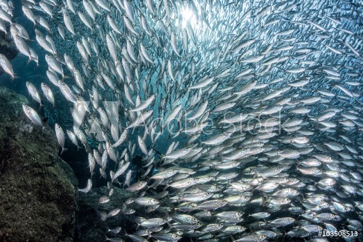 Picture of Sardine school of fish underwater